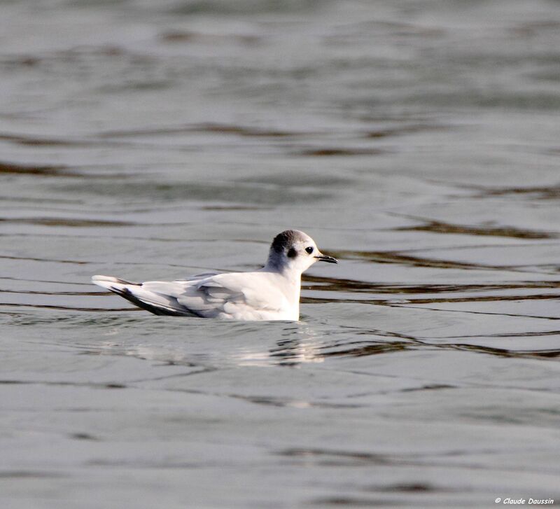 Mouette pygmée