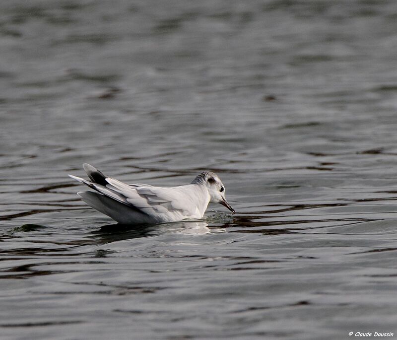 Little Gull