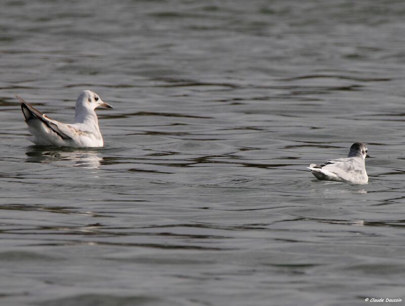 Mouette pygmée