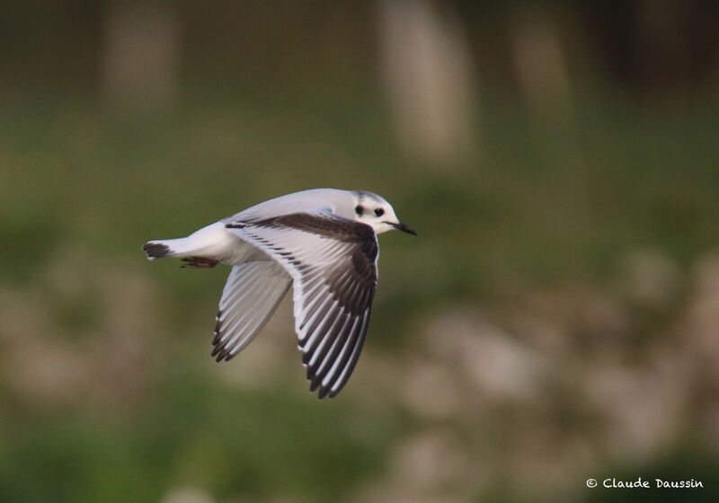 Little Gull