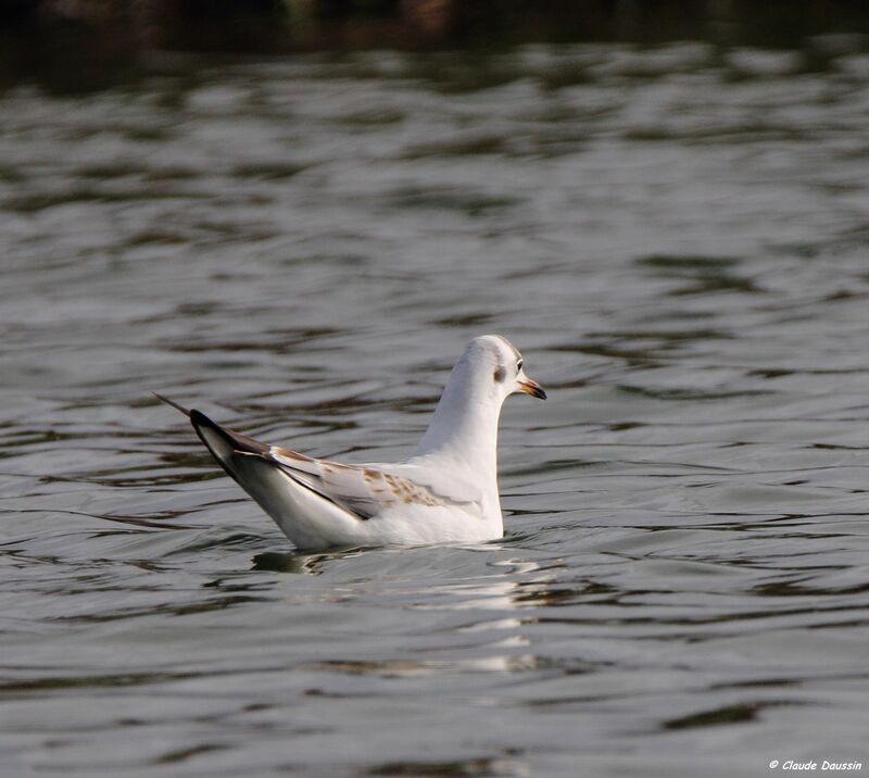 Mouette rieuse