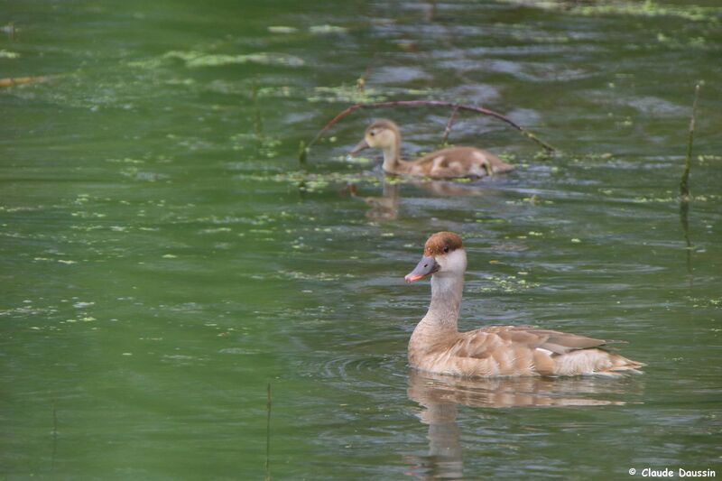 Nette rousse