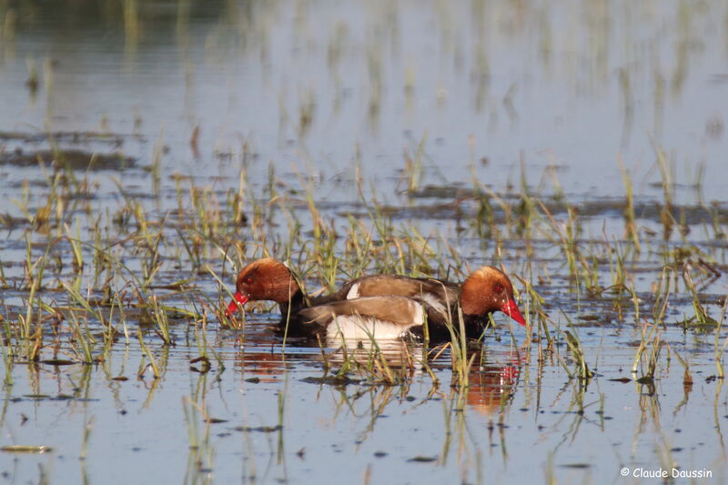 Red-crested Pochard male