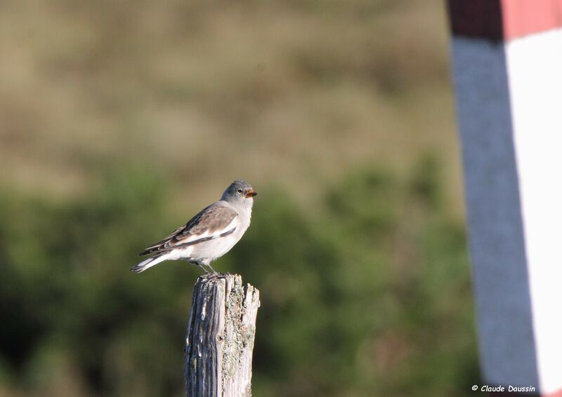 White-winged Snowfinch