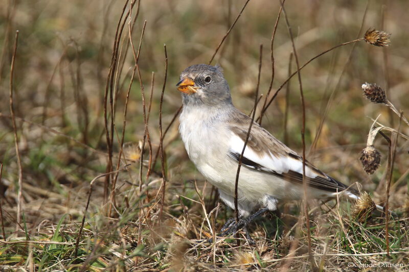 White-winged Snowfinch