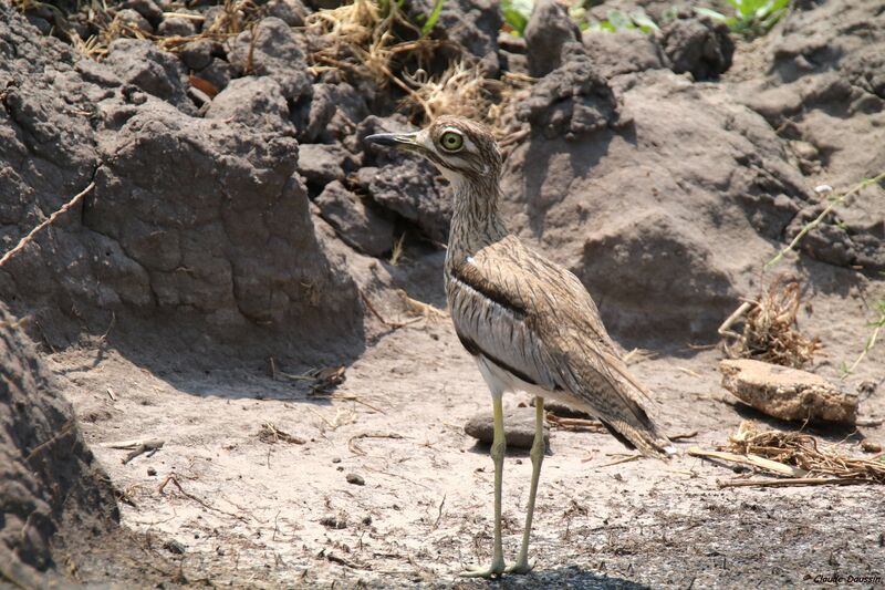 Water Thick-knee