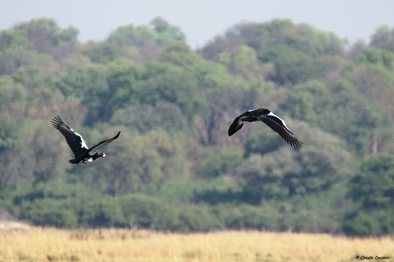 Spur-winged Goose