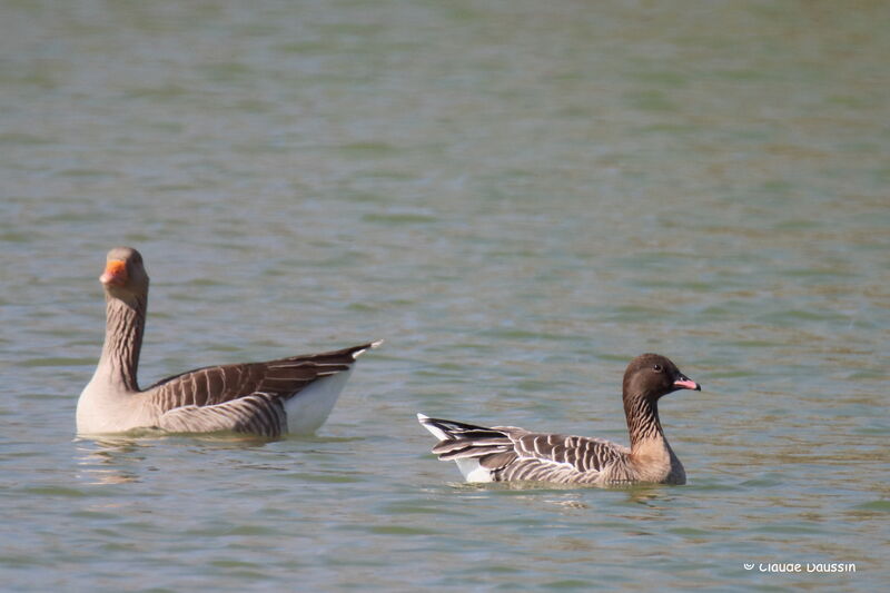 Pink-footed Goose