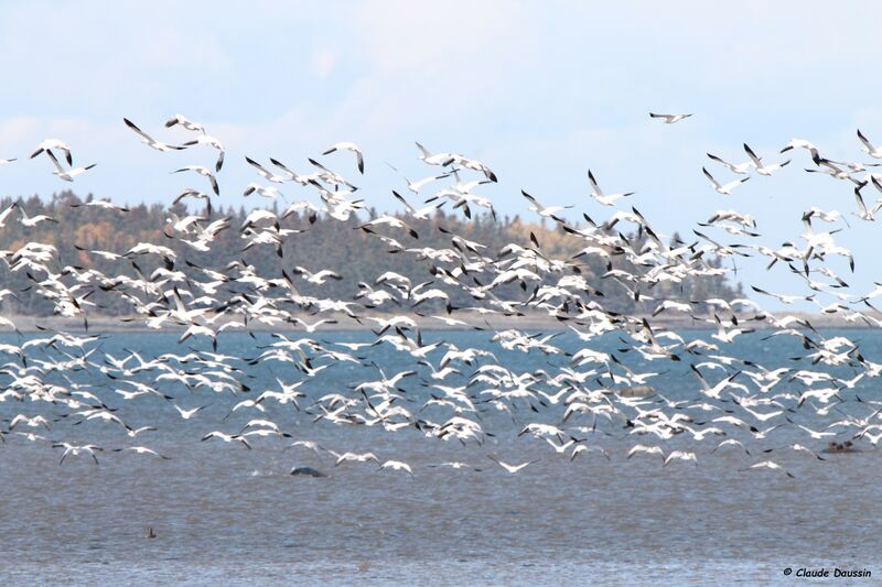 Snow Goose, Flight