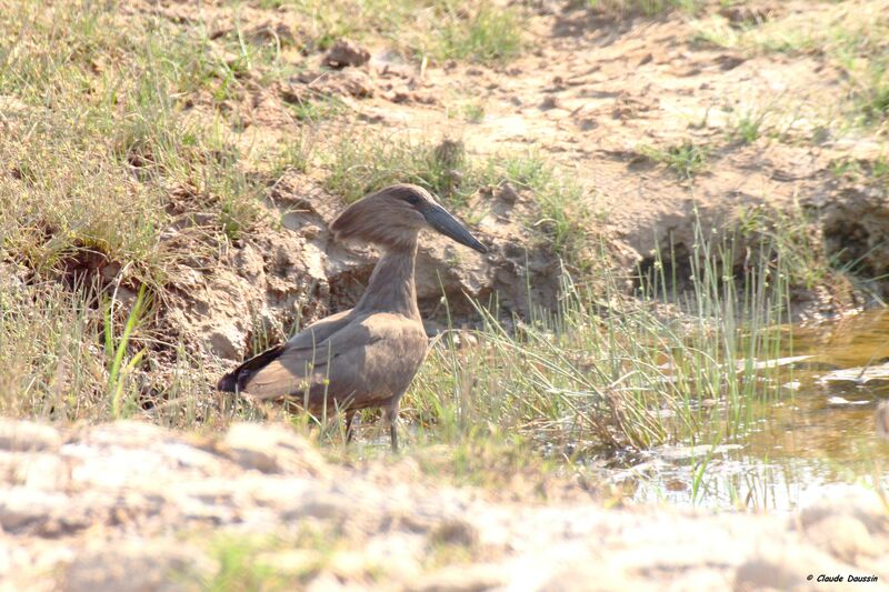 Hamerkop