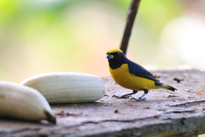 Yellow-crowned Euphoniaadult, eats