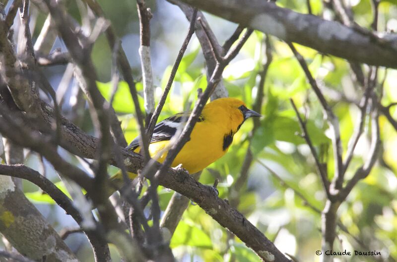 Streak-backed Oriole male juvenile