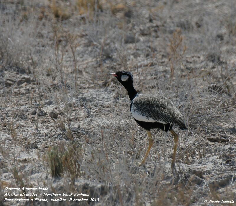 Northern Black Korhaan