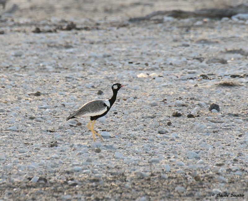 Northern Black Korhaan