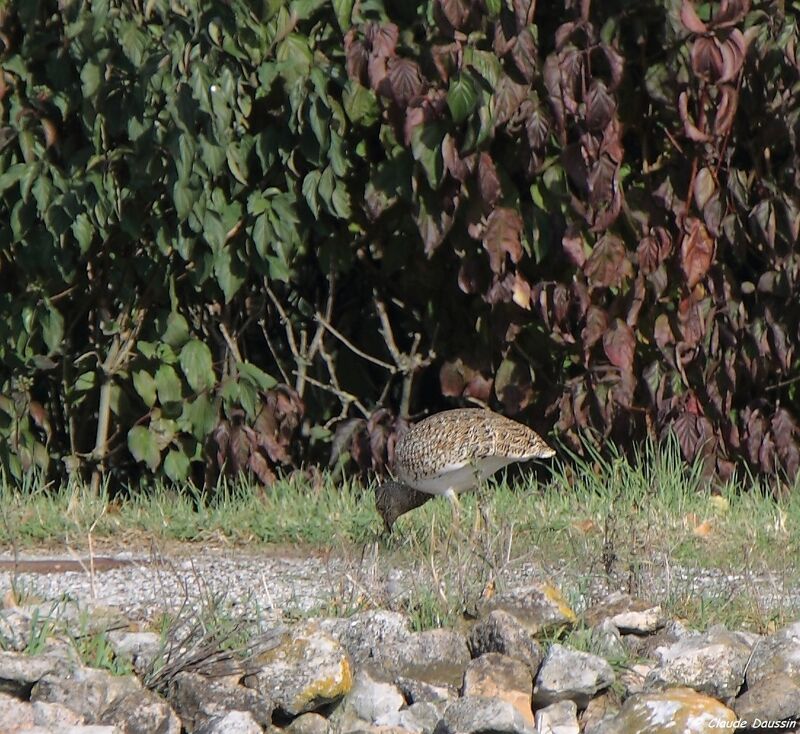 Outarde canepetière