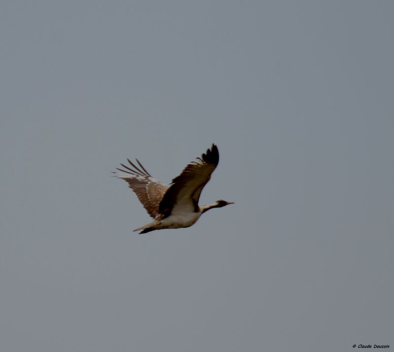 Ludwig's Bustard