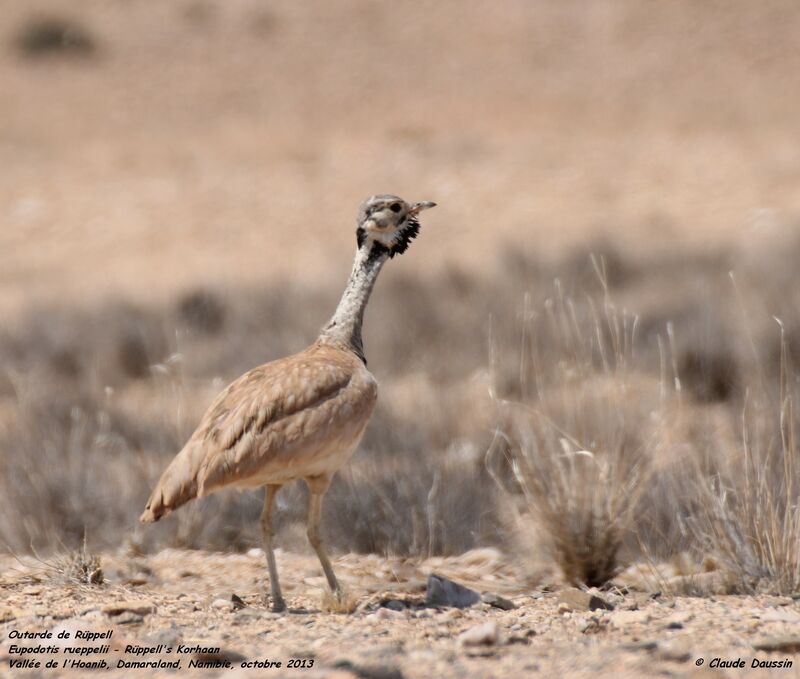 Rüppell's Korhaan