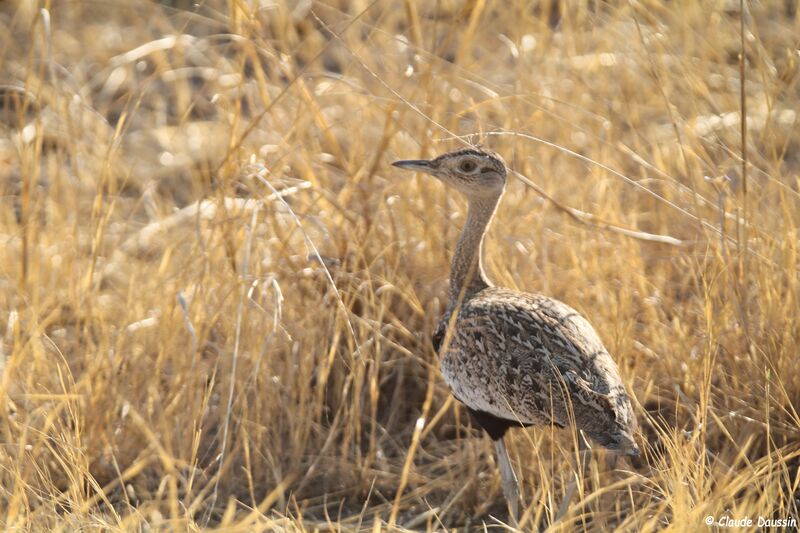 Red-crested Korhaan