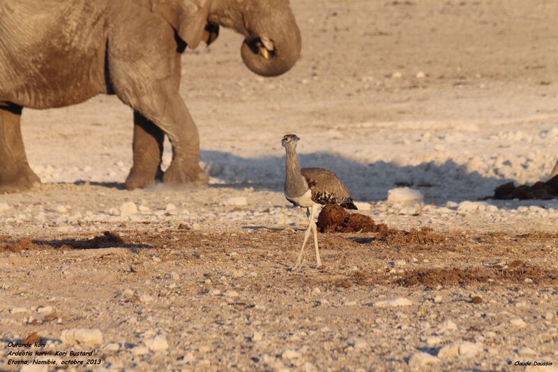 Kori Bustard