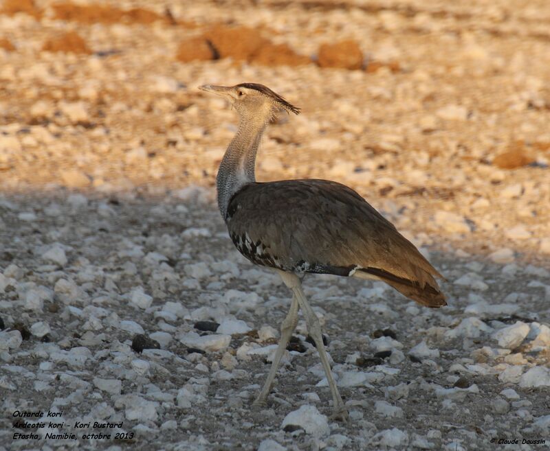 Kori Bustard