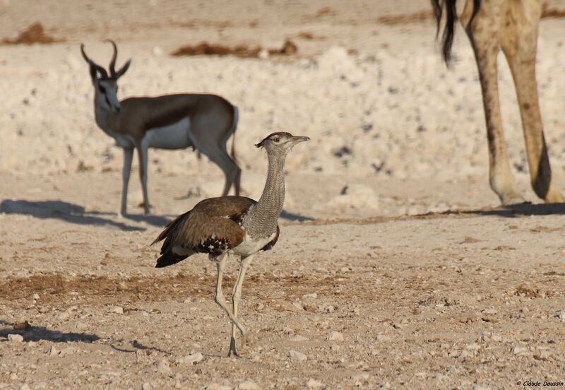 Kori Bustard