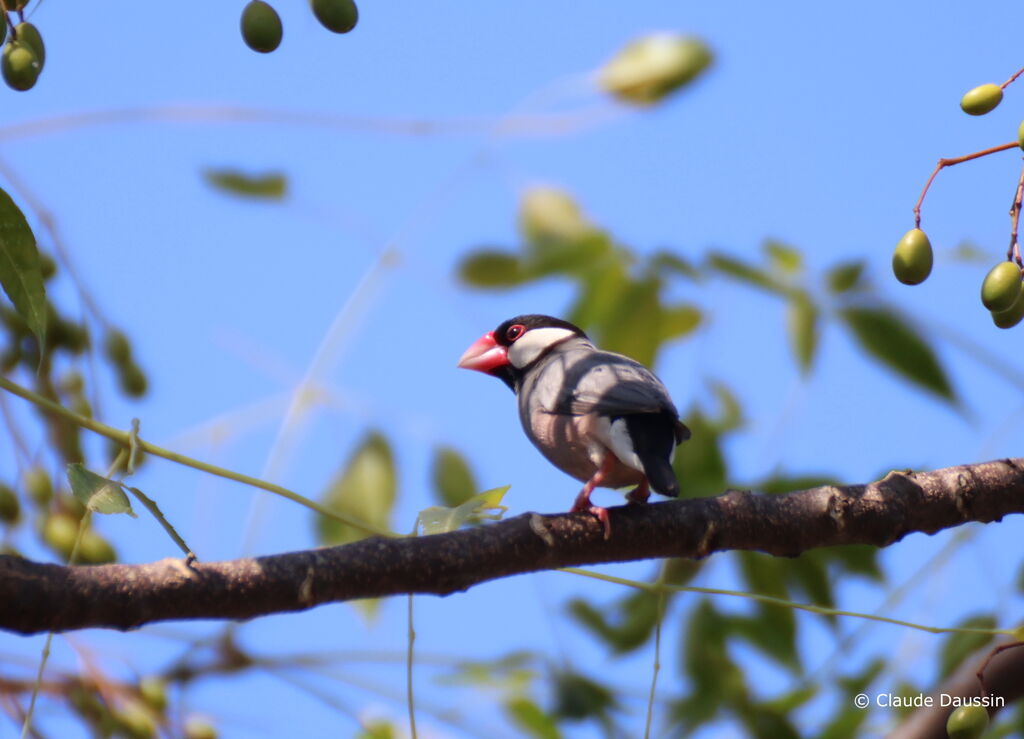 Java Sparrow male adult