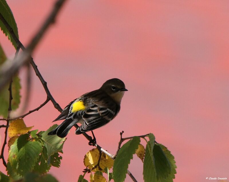 Myrtle Warbler