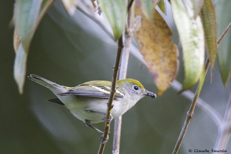 Paruline à flancs marron femelle adulte, mange