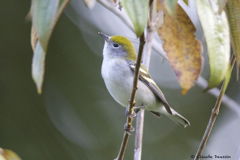 Paruline à flancs marron femelle adulte