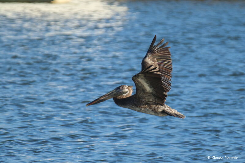 Brown Pelican