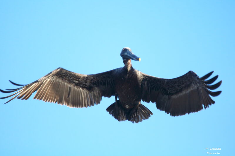 Brown Pelican