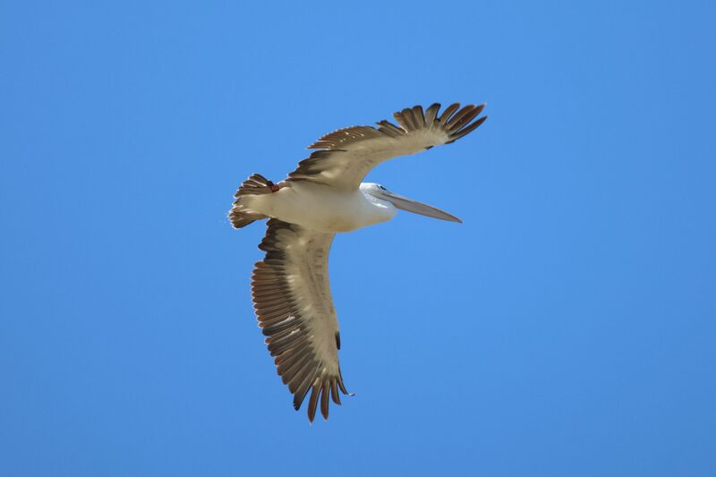 Pink-backed Pelican, Flight