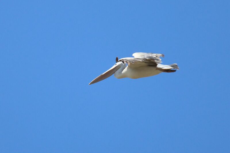 Pink-backed Pelican, Flight