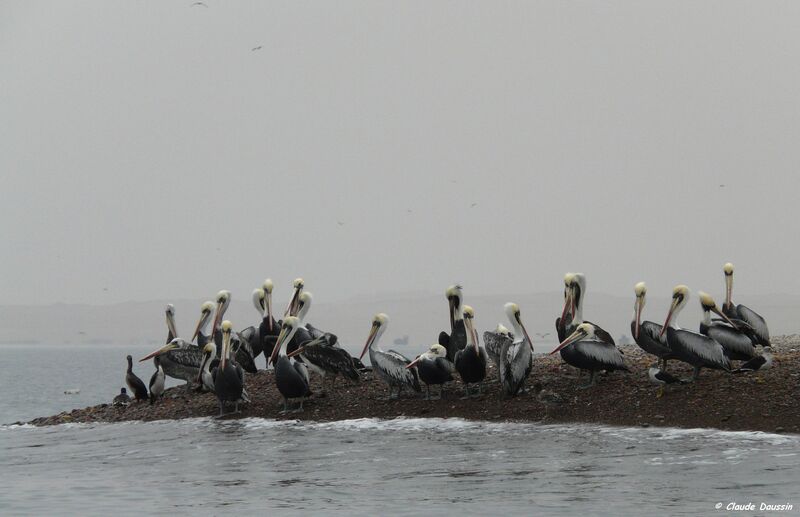 Peruvian Pelican