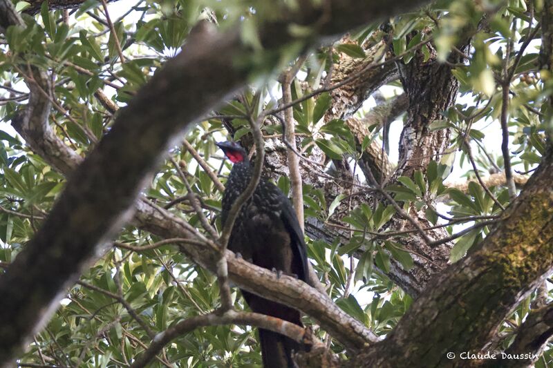 Crested Guanadult