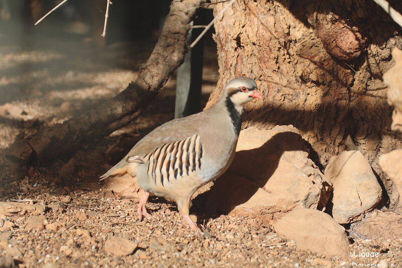 Chukar Partridge