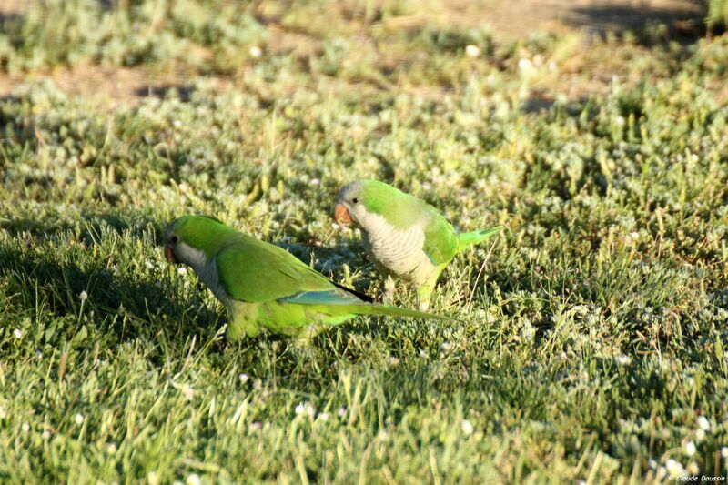 Monk Parakeet