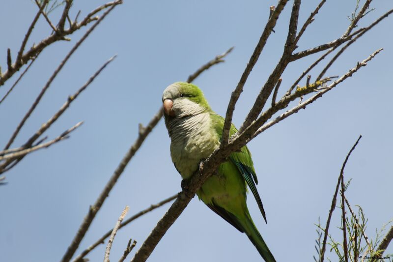 Monk Parakeet