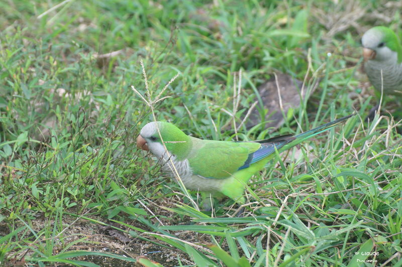 Monk Parakeet