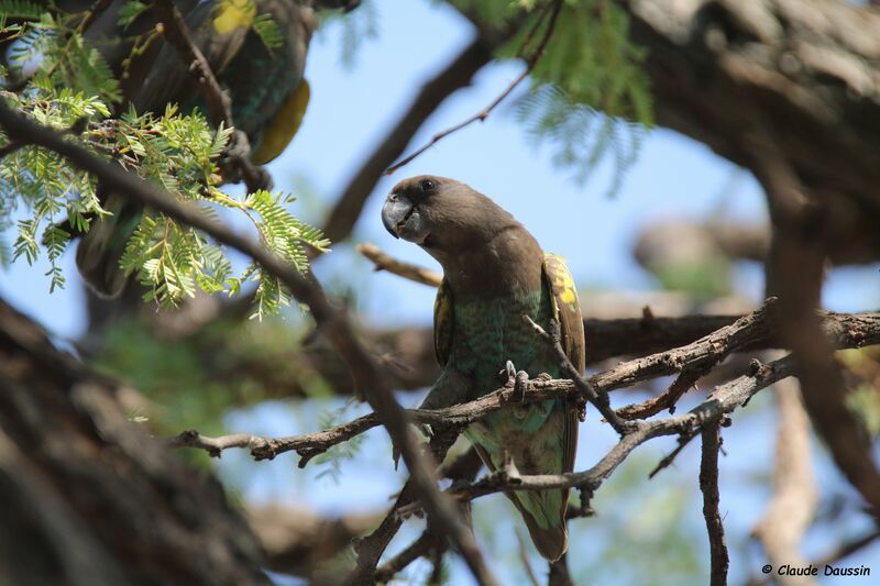 Meyer's Parrot