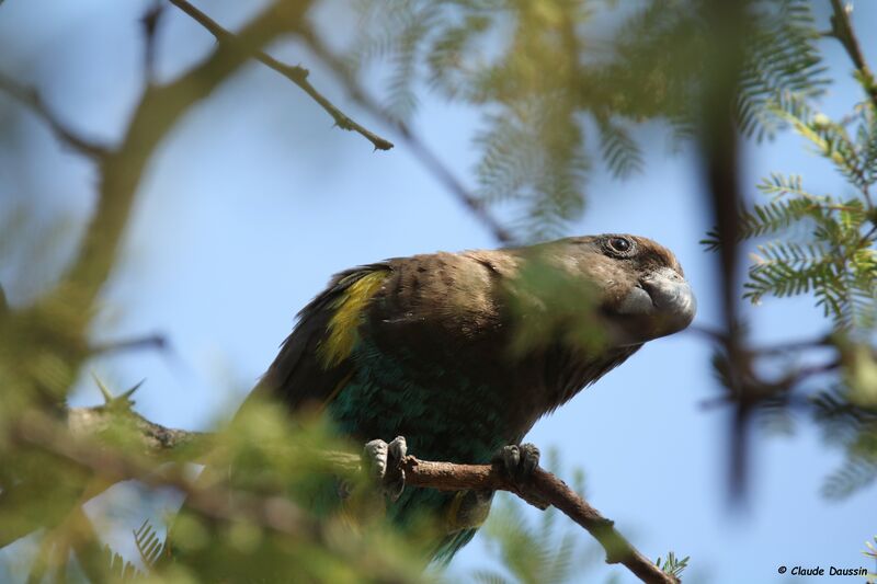 Meyer's Parrot