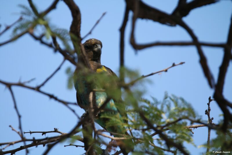 Meyer's Parrot