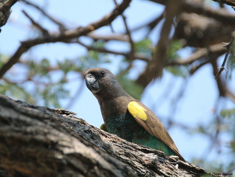 Meyer's Parrot