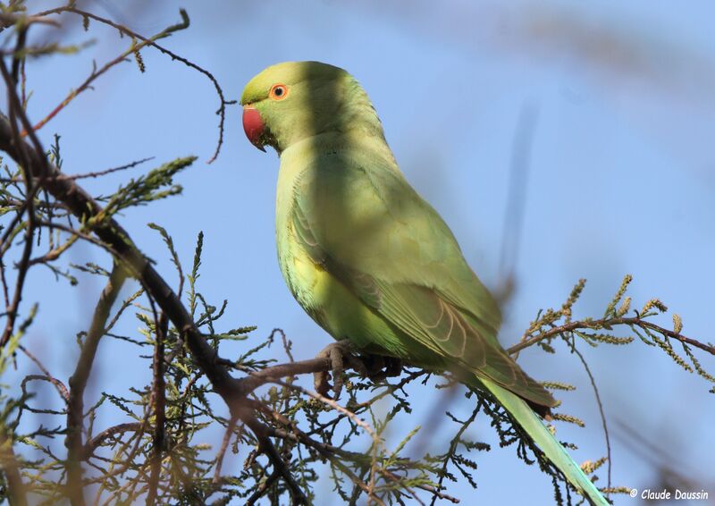 Rose-ringed Parakeet