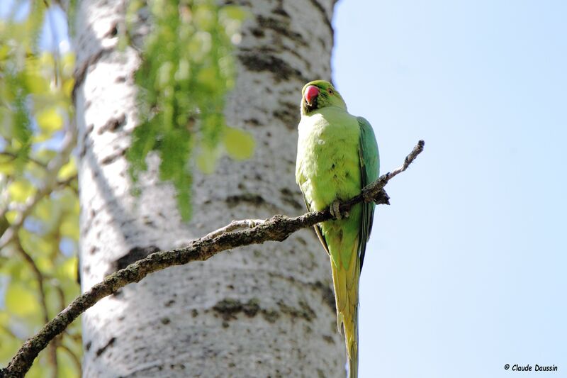 Rose-ringed Parakeet