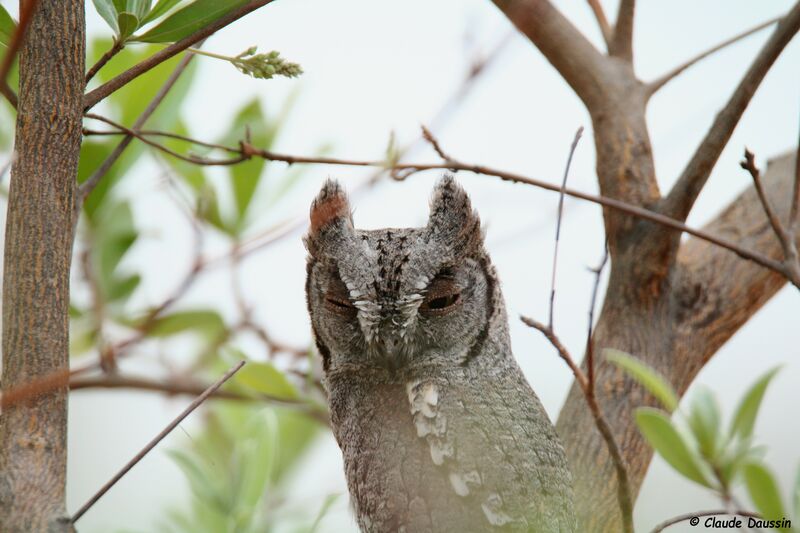 African Scops Owl