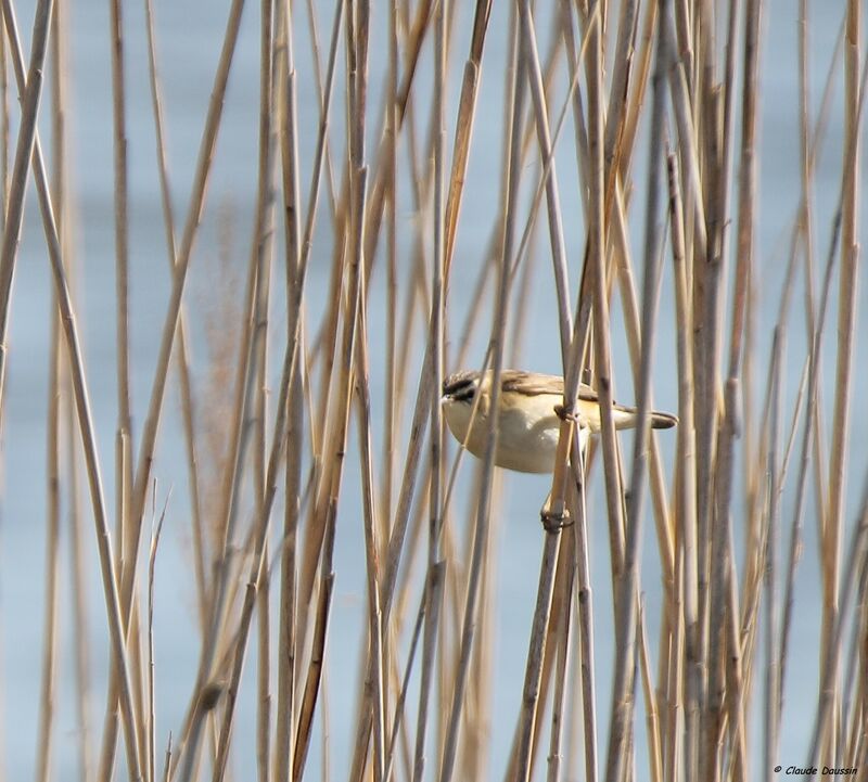 Phragmite des joncs