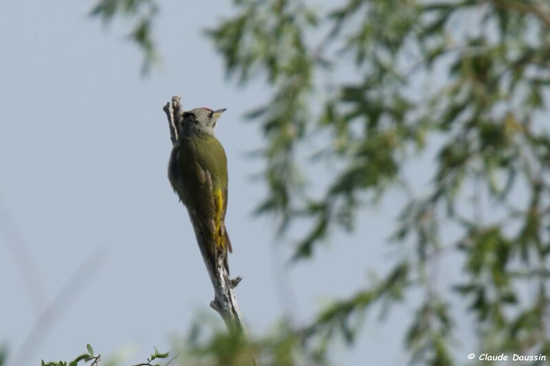 Grey-headed Woodpecker