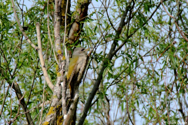 Grey-headed Woodpecker