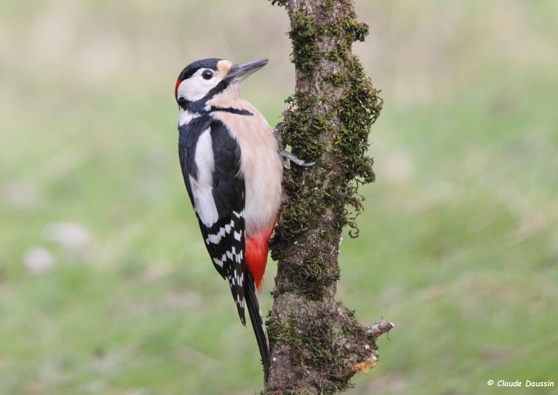 Great Spotted Woodpecker